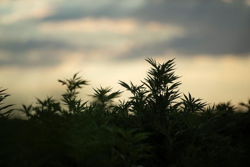 The sun sets behind the hemp crop at Bingham Family Vineyards on Aug. 26, 2022, in Terry County.